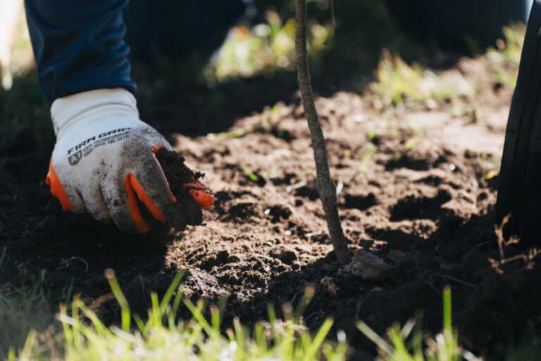 A person wearing garden gloves plants a small tree sapling in soil, with surrounding grass, as part of an initiative supported by Vondace Contracting.